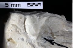 Foto (Detailansicht) von Galatheites sp. (NHMW-GEO-1990-0041-0470)